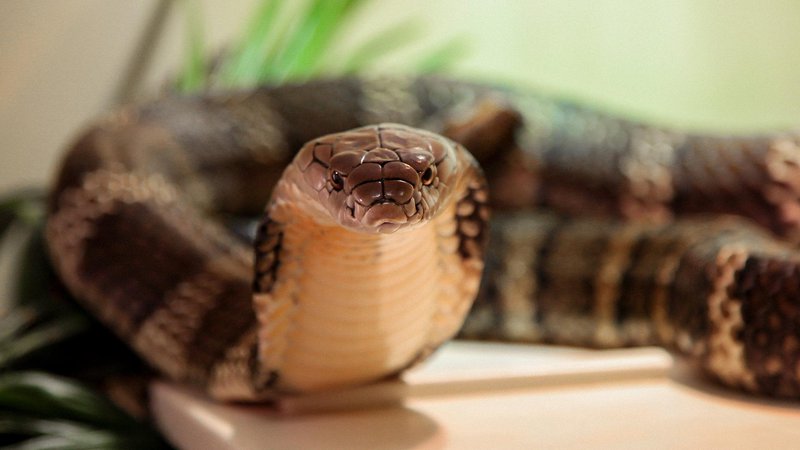 Slange på Universeum Science Centre, Göteborg