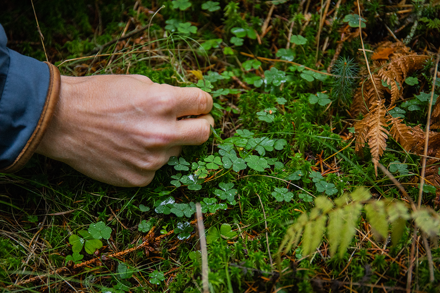 A hand picking edible plants off the ground in the forest